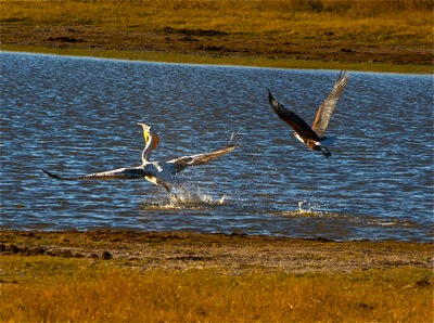 WID_4744.1.pelican.fisheagle